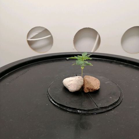 Cookies Haze growlog photo: 20hs