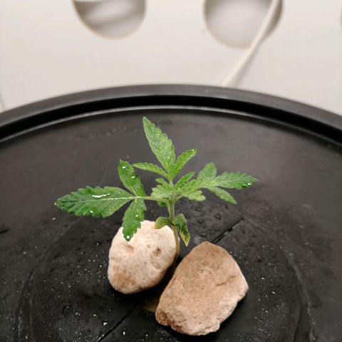 Cookies Haze growlog photo: 20hs