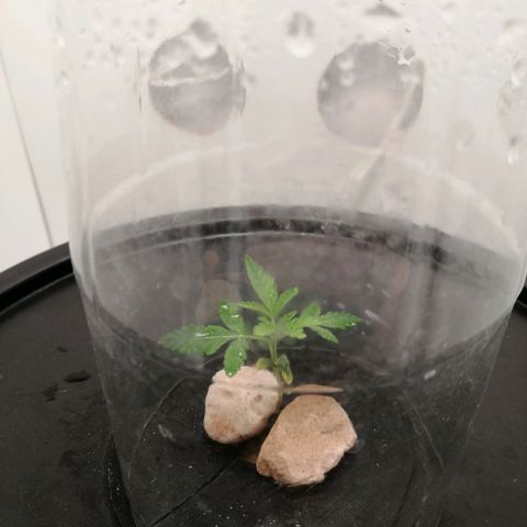 Cookies Haze growlog photo: 20hs