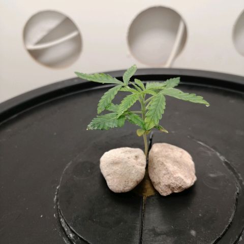 Cookies Haze growlog photo: 20hs 