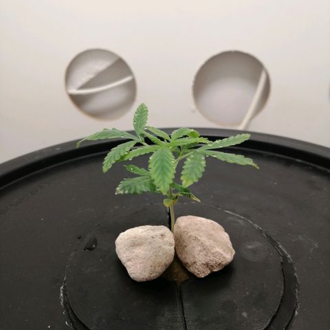Cookies Haze growlog photo: 20hs 