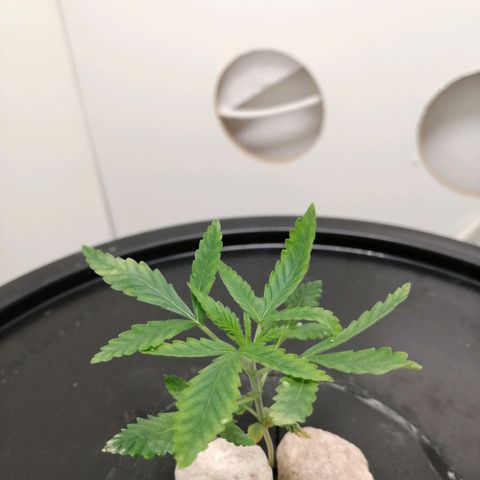 Cookies Haze growlog photo: 13hs 