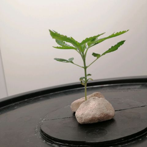 Cookies Haze growlog photo: 13hs 