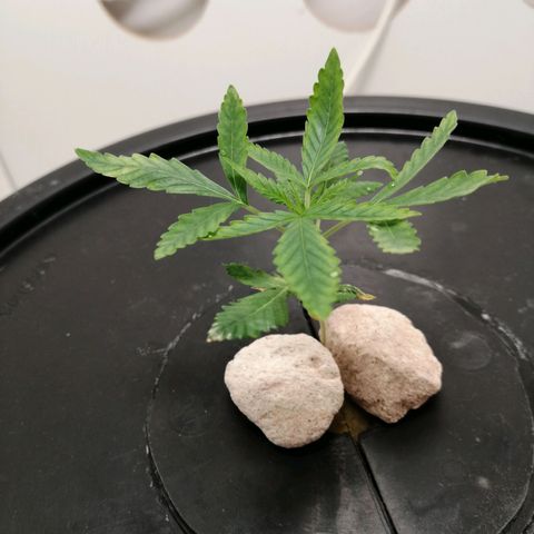 Cookies Haze growlog photo: 13hs 