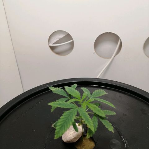 Cookies Haze growlog photo: 20hs 