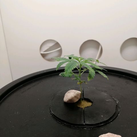 Cookies Haze growlog photo: 20hs 