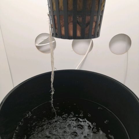 Cookies Haze growlog photo: 20hs 