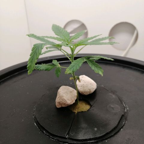 Cookies Haze growlog photo: 20hs 