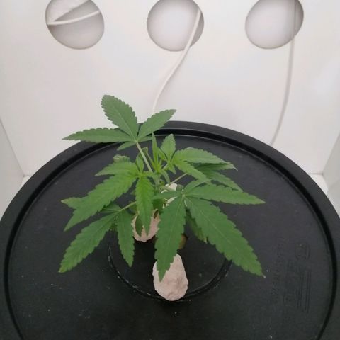 Cookies Haze growlog photo: 20hs