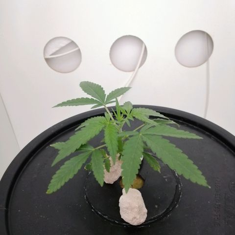 Cookies Haze growlog photo: 20hs