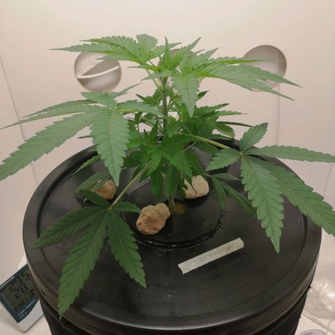 Cookies Haze growlog photo: 20hs
Poda apical 