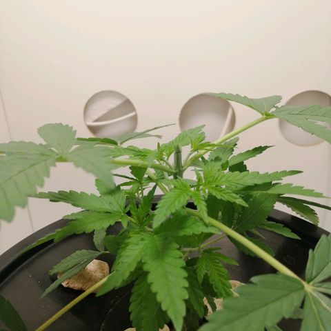 Cookies Haze growlog photo: 20hs
Poda apical 