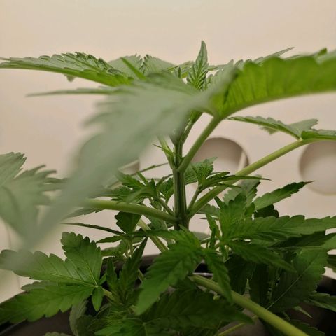 Cookies Haze growlog photo: 20hs
Poda apical 