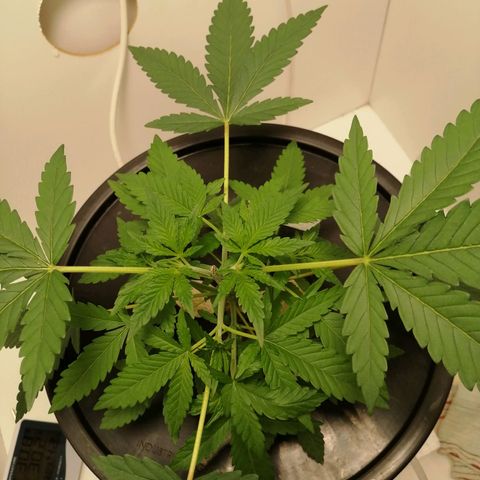 Cookies Haze growlog photo: 13hs
Agregué nutrientes
Base A, B y Vege 2ml (para un total de 8ml)
Root soldier 2ml