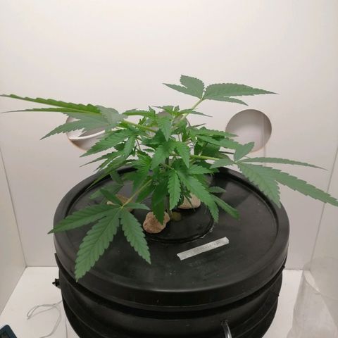 Cookies Haze growlog photo: 13hs
Agregué nutrientes
Base A, B y Vege 2ml (para un total de 8ml)
Root soldier 2ml