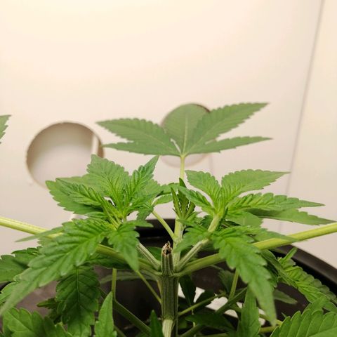 Cookies Haze growlog photo: 13hs
Agregué nutrientes
Base A, B y Vege 2ml (para un total de 8ml)
Root soldier 2ml