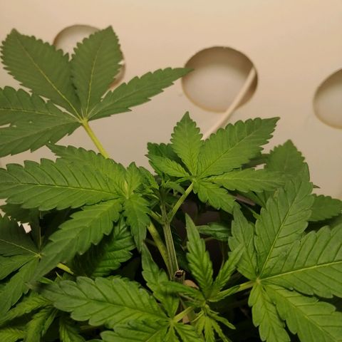 Cookies Haze growlog photo: 20hs 