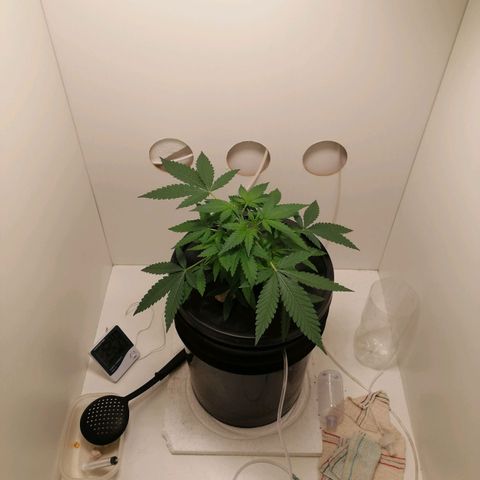 Cookies Haze growlog photo: 20hs 