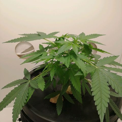 Cookies Haze growlog photo: 20hs 