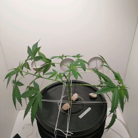 Cookies Haze growlog photo: 20hs
Solución nueva
Root soldier 7ml
Silicio 7ml
Base A, B y Vege 8ml
Poda apical 