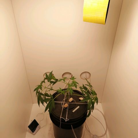 Cookies Haze growlog photo: 20hs
Solución nueva
Root soldier 7ml
Silicio 7ml
Base A, B y Vege 8ml
Poda apical 