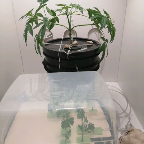 Cookies Haze growlog photo: 20hs
Solución nueva
Root soldier 7ml
Silicio 7ml
Base A, B y Vege 8ml
Poda apical 