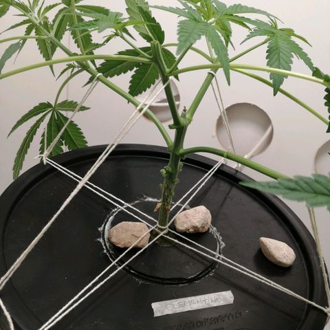 Cookies Haze growlog photo: 20hs
Solución nueva
Root soldier 7ml
Silicio 7ml
Base A, B y Vege 8ml
Poda apical 