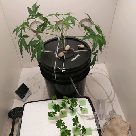 Cookies Haze growlog photo: 20hs
Solución nueva
Root soldier 7ml
Silicio 7ml
Base A, B y Vege 8ml
Poda apical 
