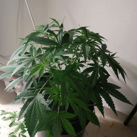 Cookies Haze growlog photo: 20hs
Solución nueva
Root soldier 7ml
Silicio 7ml
Base A, B y Vege 8ml
Poda apical 