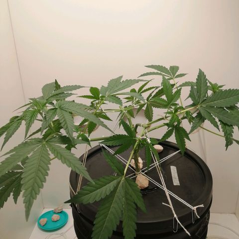 Cookies Haze growlog photo: 20hs 