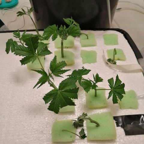 Cookies Haze growlog photo: 20hs 