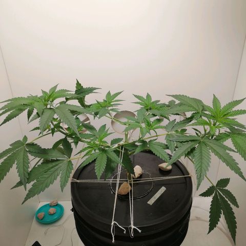 Cookies Haze growlog photo: 21hs 