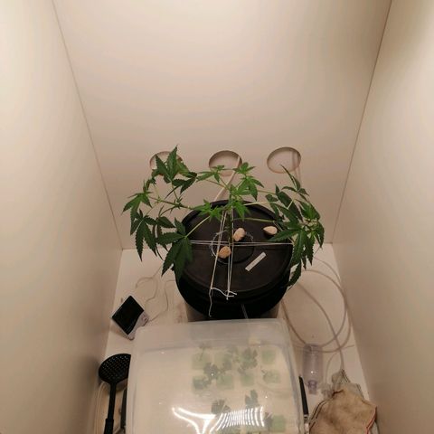 Cookies Haze growlog photo: 20hs
Solución nueva
Root soldier 7ml
Silicio 7ml
Base A, B y Vege 8ml
Poda apical 