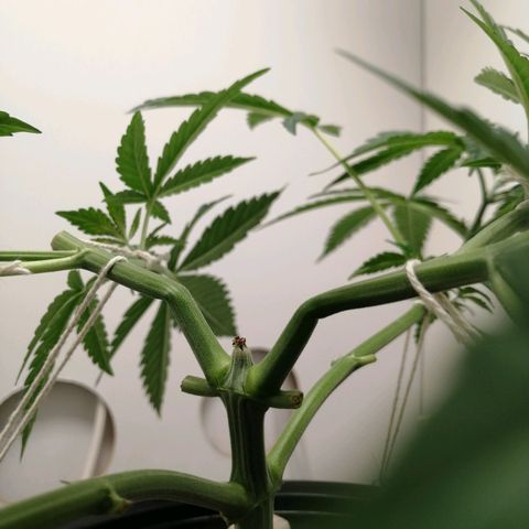 Cookies Haze growlog photo: 20hs 