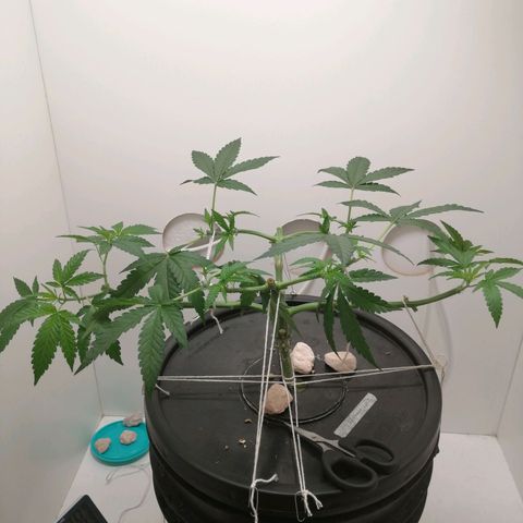 Cookies Haze growlog photo: 20hs 
