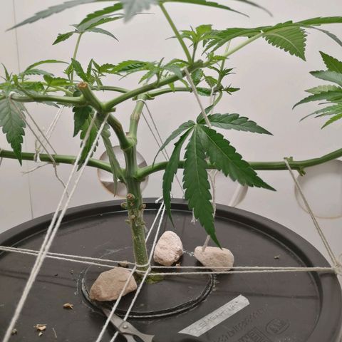 Cookies Haze growlog photo: 20hs 