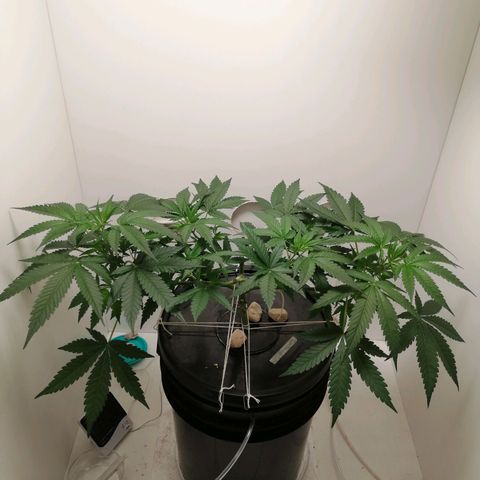 Cookies Haze growlog photo: 20hs 