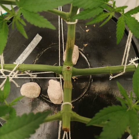 Cookies Haze growlog photo: 20hs 