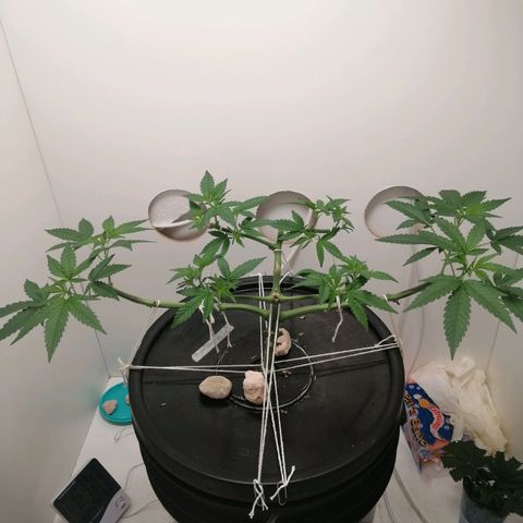 Cookies Haze growlog photo: 20hs 