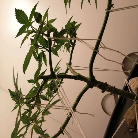 Cookies Haze growlog photo: 13hs 