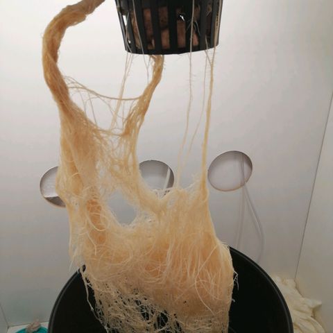 Cookies Haze growlog photo: 13hs 