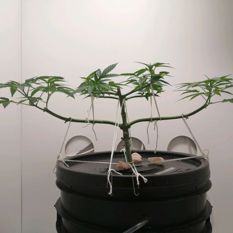Cookies Haze growlog photo: 13hs 