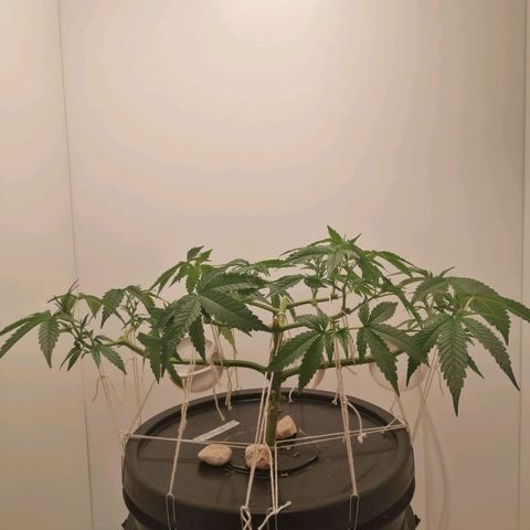 Cookies Haze growlog photo: 13hs 