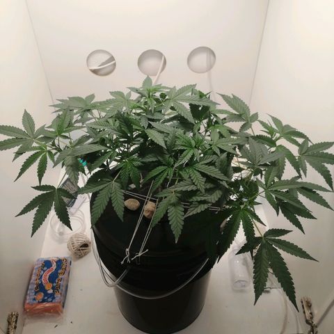 Cookies Haze growlog photo: 13hs 