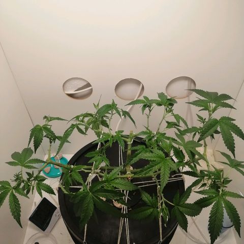 Cookies Haze growlog photo: 13hs 