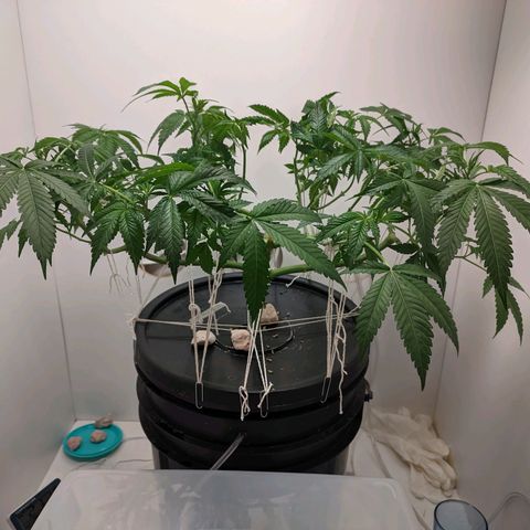 Cookies Haze growlog photo: 20hs 