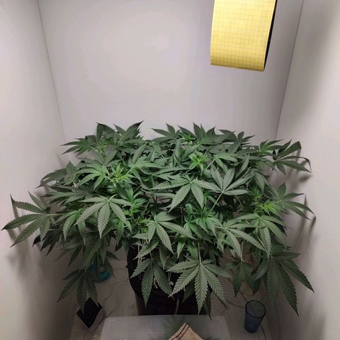 Cookies Haze growlog photo: 20hs 