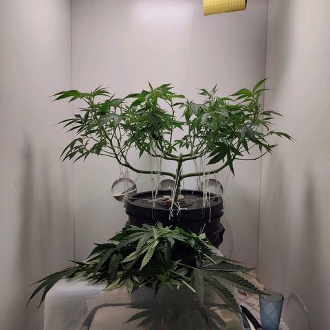Cookies Haze growlog photo: 20hs 