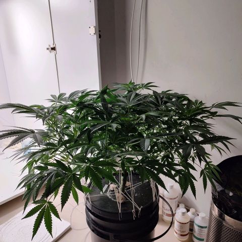 Cookies Haze growlog photo: 20hs 