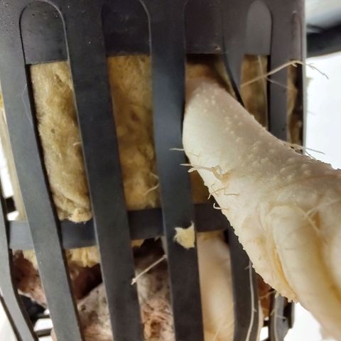 Cookies Haze growlog photo: 20hs 